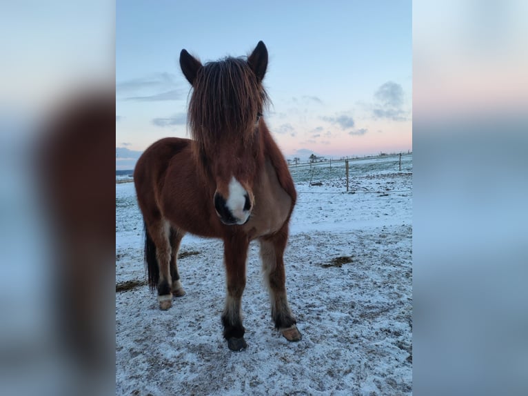 Icelandic Horse Mare 9 years 13.2 hh Brown in Oberkail