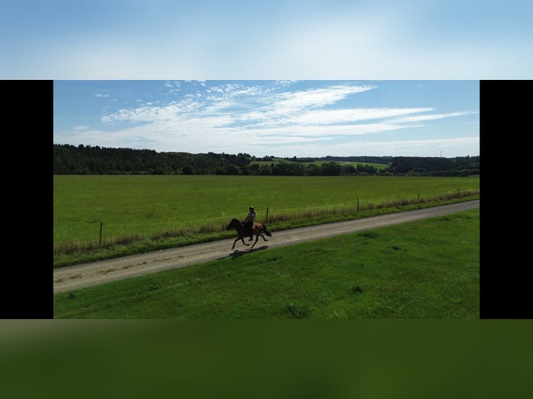Icelandic Horse Mare 9 years 13.2 hh Brown in Oberkail