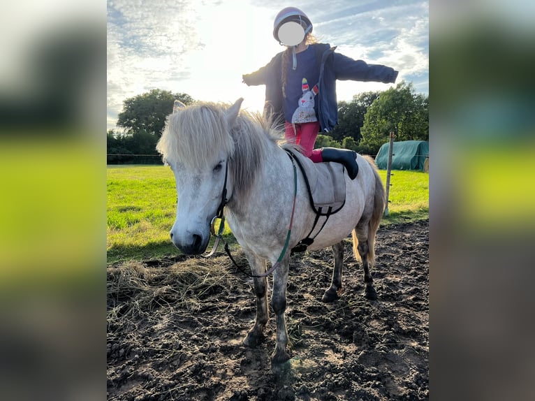 Icelandic Horse Mare 9 years 13,2 hh Gray-Dapple in Edemissen