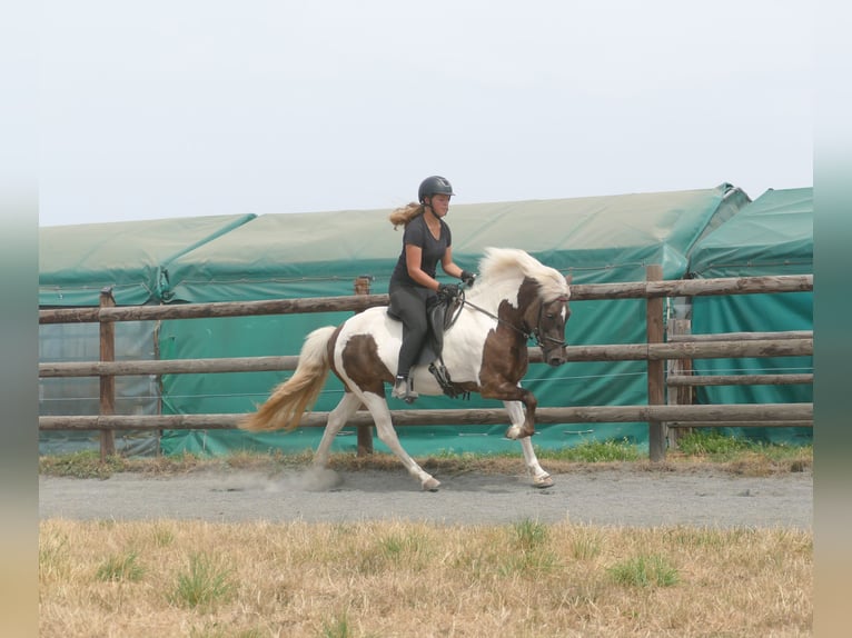 Icelandic Horse Mare 9 years 13.2 hh Pinto in Euskirchen