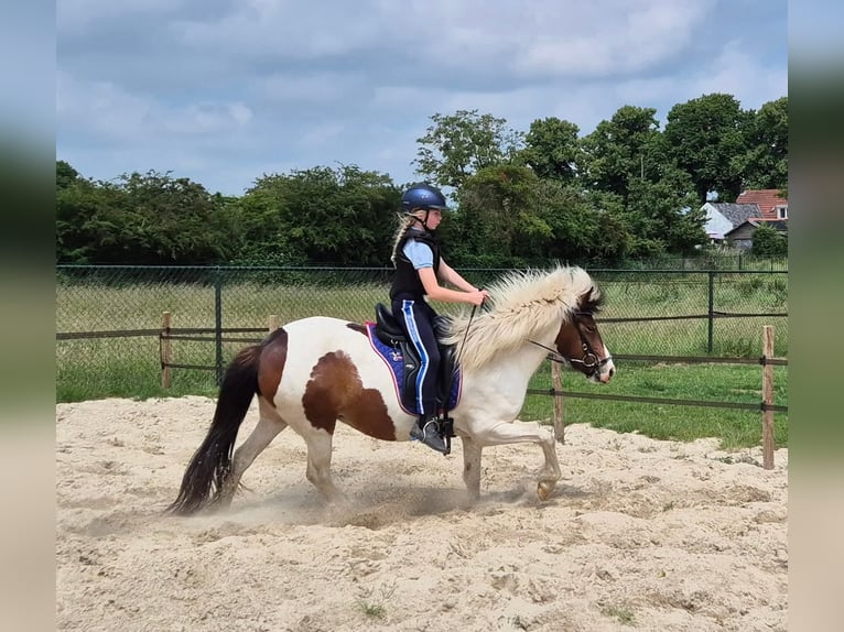Icelandic Horse Mare 9 years 13.2 hh Pinto in Ottersum