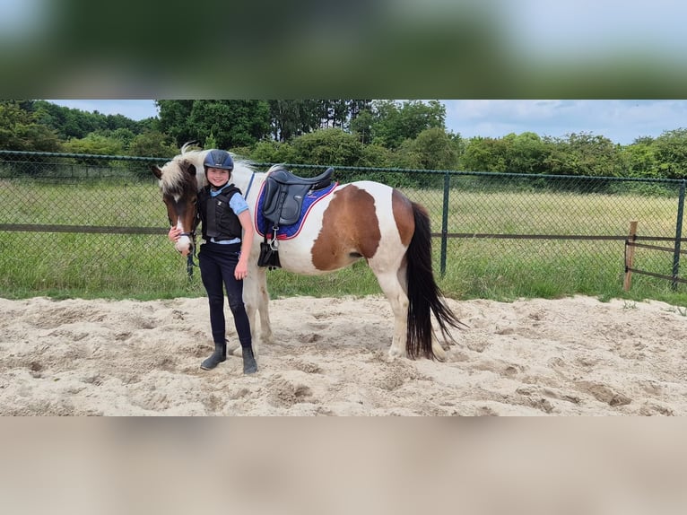 Icelandic Horse Mare 9 years 13.2 hh Pinto in Ottersum