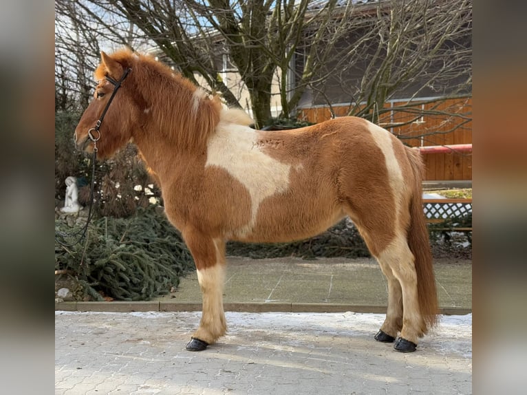 Icelandic Horse Mare 9 years 13,2 hh Pinto in Lochen am See