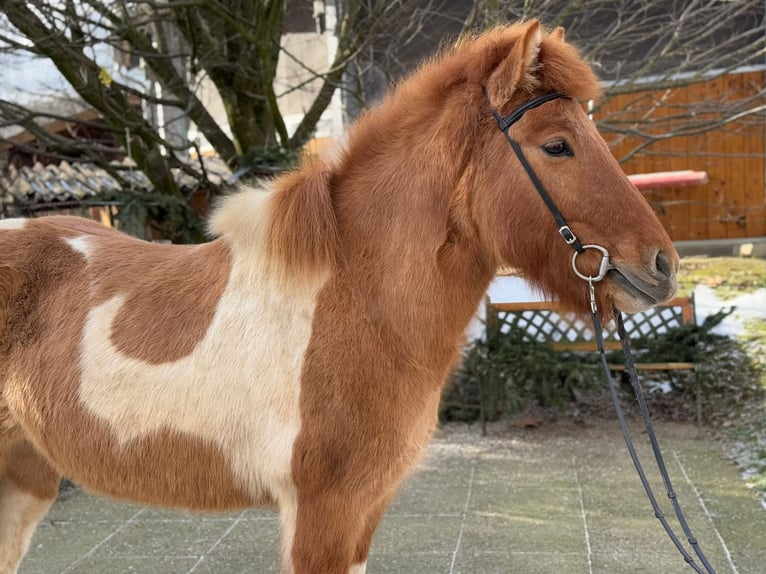 Icelandic Horse Mare 9 years 13,2 hh Pinto in Lochen am See