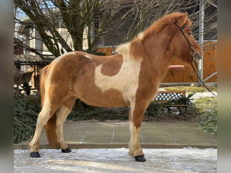 Icelandic Horse Mare 9 years 13,2 hh Pinto in Lochen am See