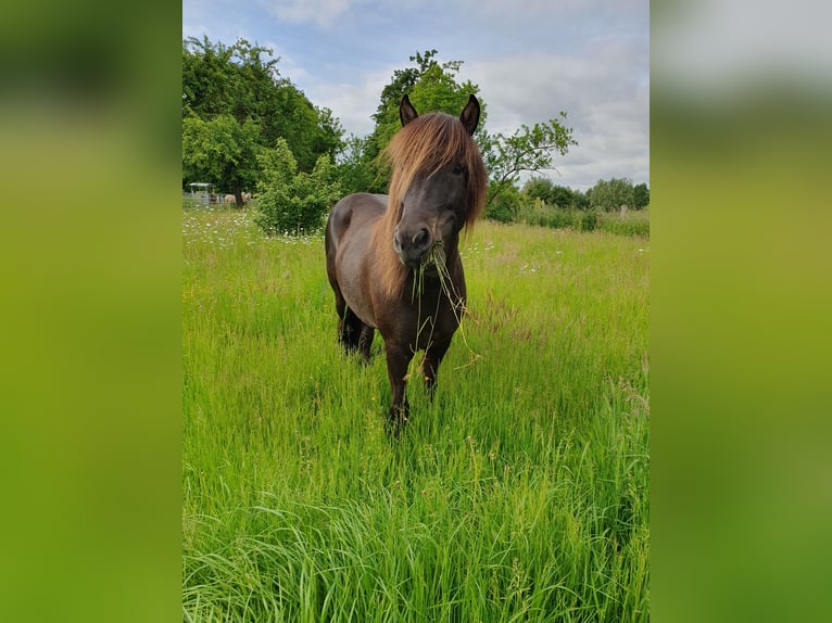 Icelandic Horse Mare 9 years 13.3 hh Black in Langenhagen