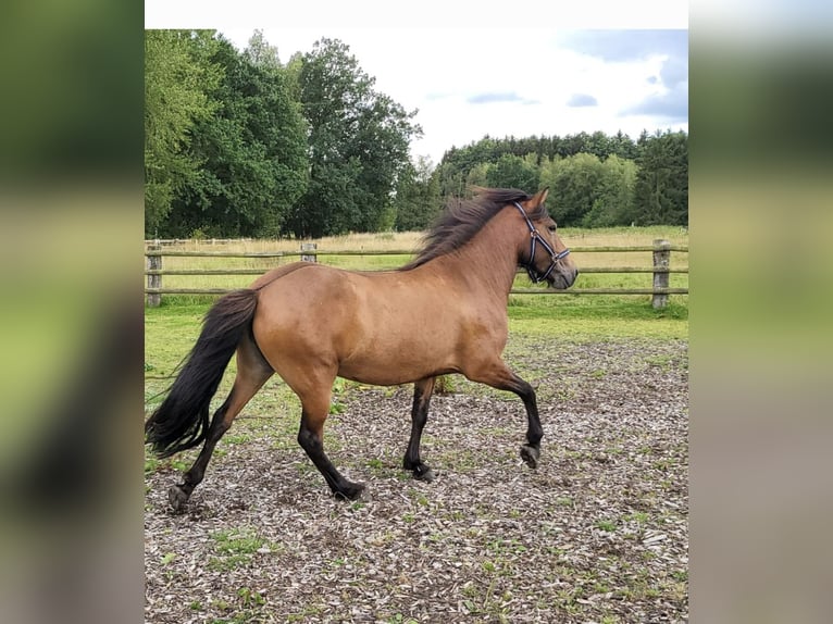 Icelandic Horse Mare 9 years 13.3 hh Brown in Hermannsburg