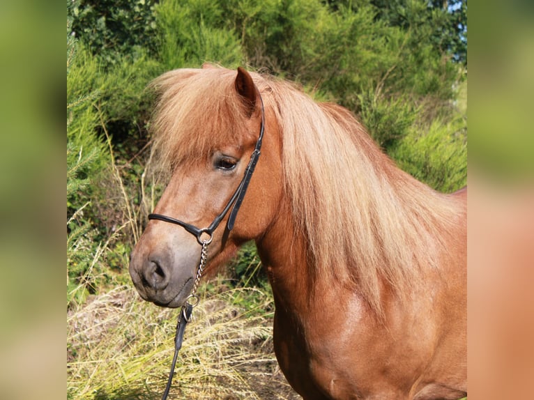 Icelandic Horse Mare 9 years 13,3 hh Chestnut-Red in Friesenhagen