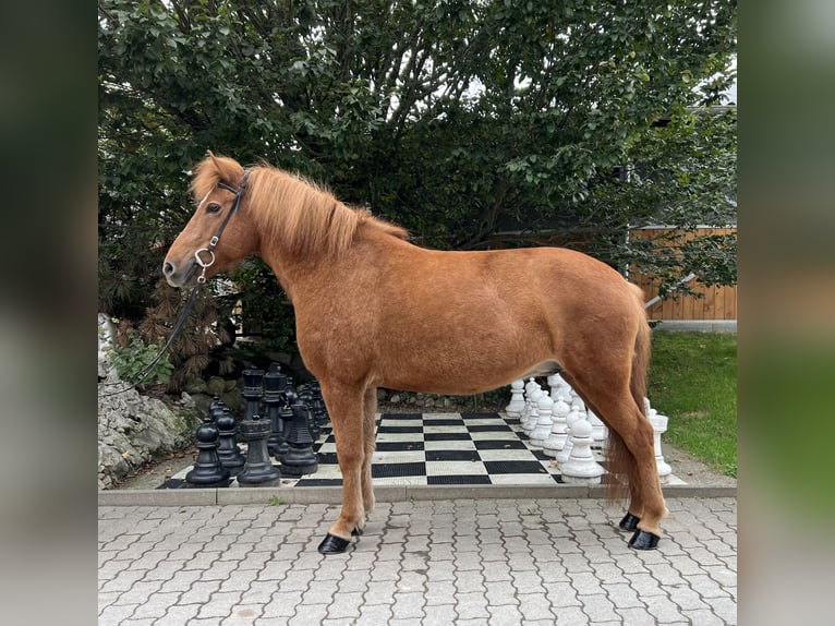 Icelandic Horse Mare 9 years 13,3 hh Chestnut-Red in Lochen am See