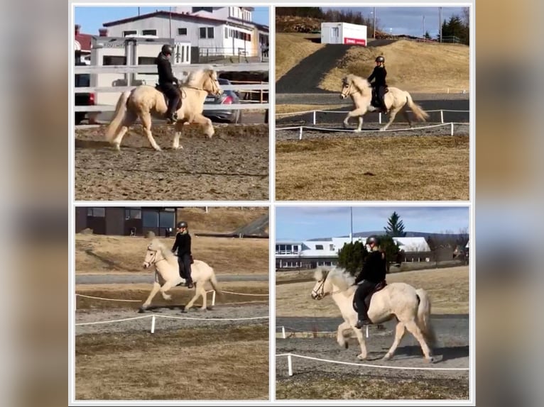 Icelandic Horse Mare 9 years 13,3 hh Palomino in Nonnweiler