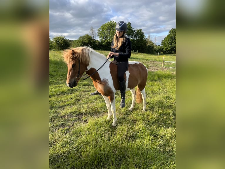 Icelandic Horse Mare 9 years 13,3 hh Pinto in Somerset