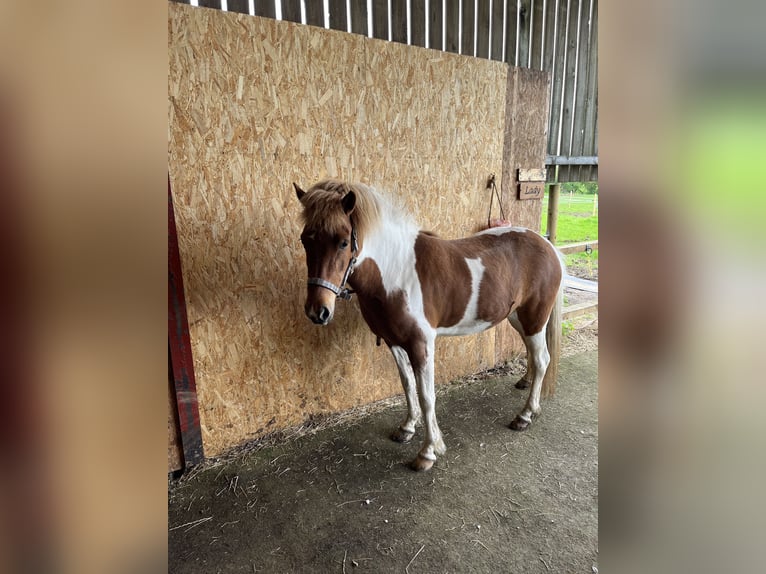 Icelandic Horse Mare 9 years 13,3 hh Pinto in Somerset