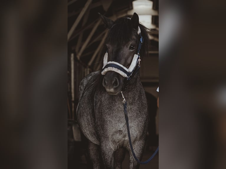Icelandic Horse Mare 9 years 13.3 hh Roan-Blue in Muggensturm