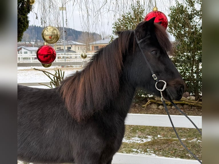 Icelandic Horse Mare 9 years 13 hh Black in Lochen am See