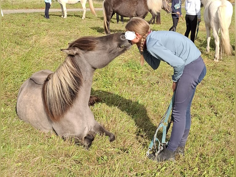 Icelandic Horse Mare 9 years 13 hh Dun in Hessisch Oldendorf