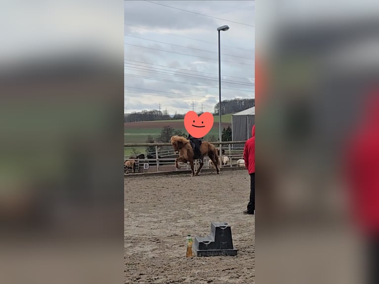 Icelandic Horse Mare 9 years 13,1 hh Chestnut-Red in Völklingen