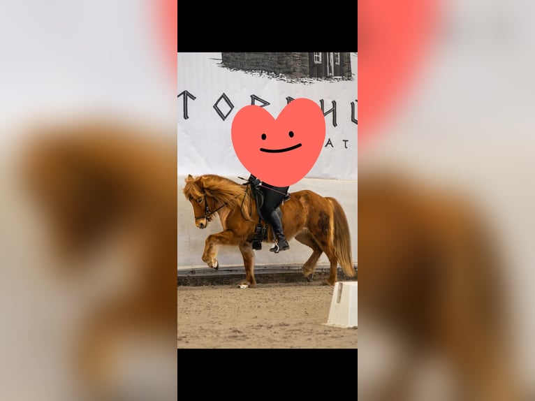Icelandic Horse Mare 9 years 13,1 hh Chestnut-Red in Völklingen