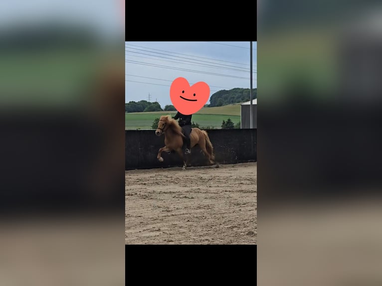 Icelandic Horse Mare 9 years 13,1 hh Chestnut-Red in Völklingen