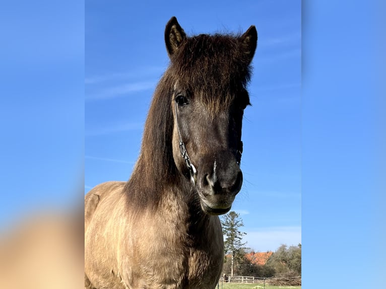 Icelandic Horse Mare 9 years 13,1 hh Dun in Hohenfelde