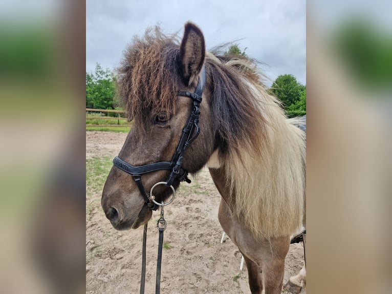 Icelandic Horse Mare 9 years 13,1 hh Dun in Geeste