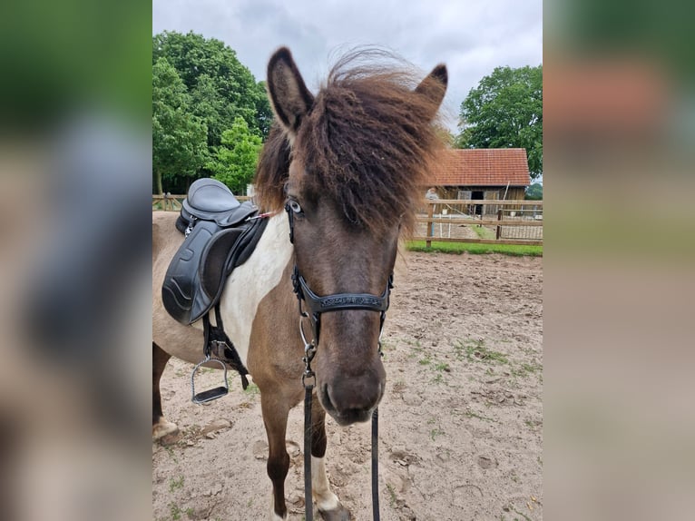 Icelandic Horse Mare 9 years 13,1 hh Dun in Geeste