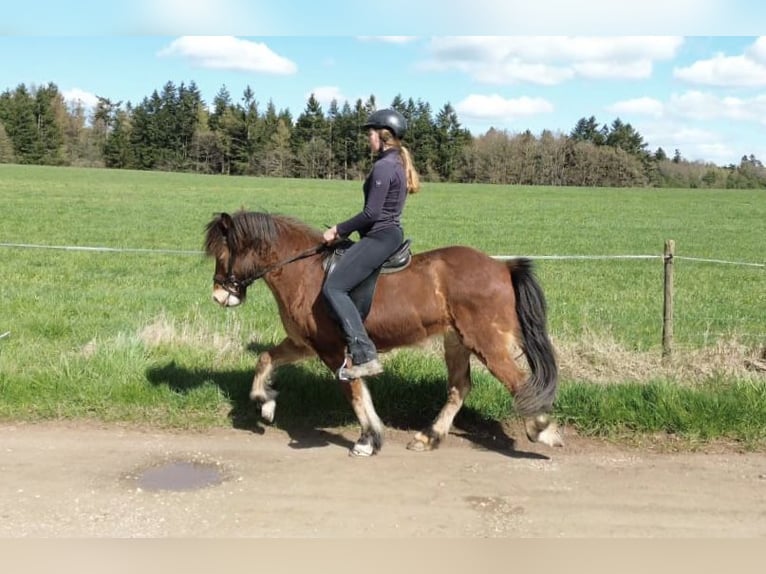 Icelandic Horse Mare 9 years 13,2 hh Brown in Oberkail