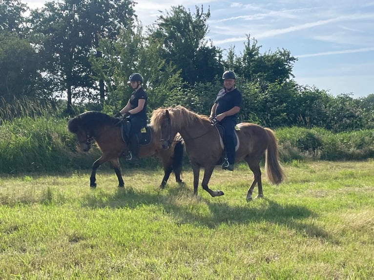 Icelandic Horse Mare 9 years 13,2 hh Chestnut-Red in Oberndorf