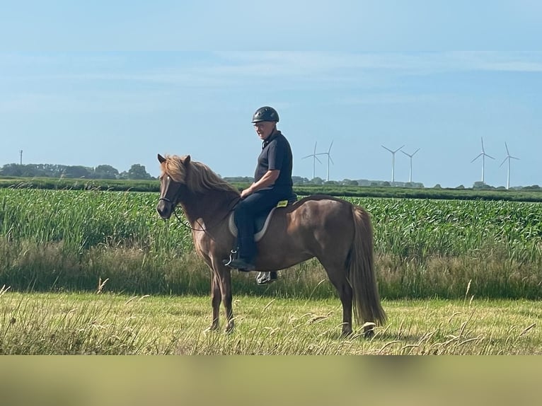 Icelandic Horse Mare 9 years 13,2 hh Chestnut-Red in Oberndorf