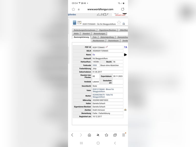 Icelandic Horse Mare 9 years 13,3 hh Brown in Hermannsburg