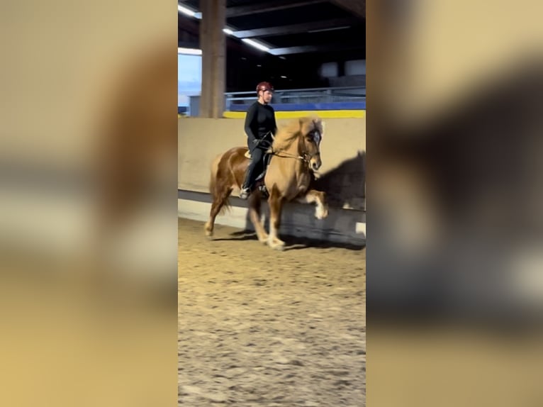 Icelandic Horse Mare 9 years 14,1 hh Chestnut-Red in Waldmohr