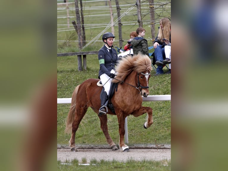 Icelandic Horse Mare 9 years 14,1 hh Chestnut-Red in Waldmohr