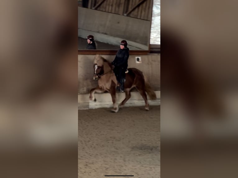 Icelandic Horse Mare 9 years 14,1 hh Chestnut-Red in Waldmohr