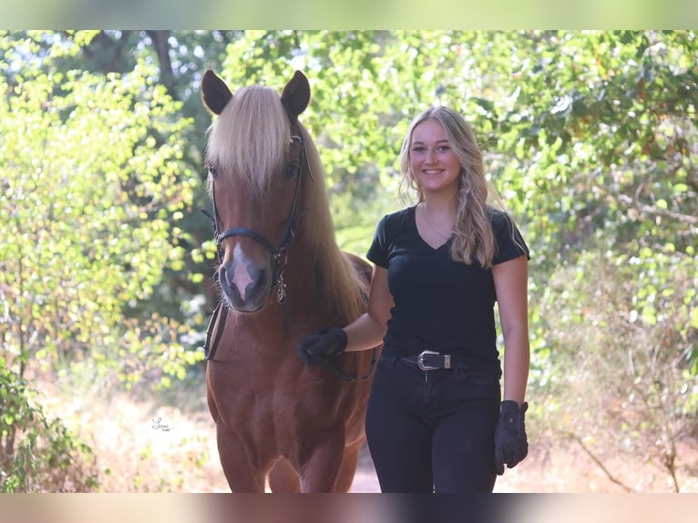 Icelandic Horse Mare 9 years 14,1 hh Chestnut-Red in Waldmohr