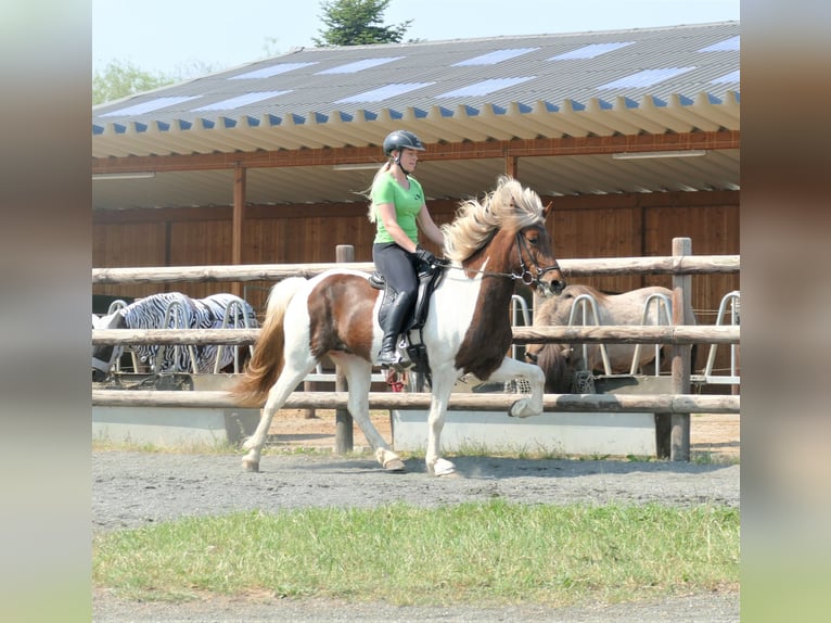 Icelandic Horse Mare 9 years 14,1 hh Pinto in Euskirchen