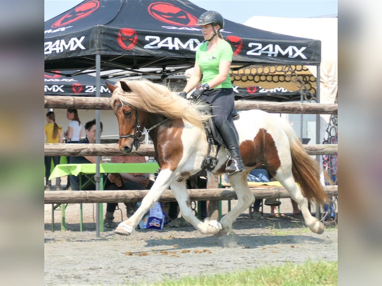 Icelandic Horse Mare 9 years 14,1 hh Pinto in Euskirchen