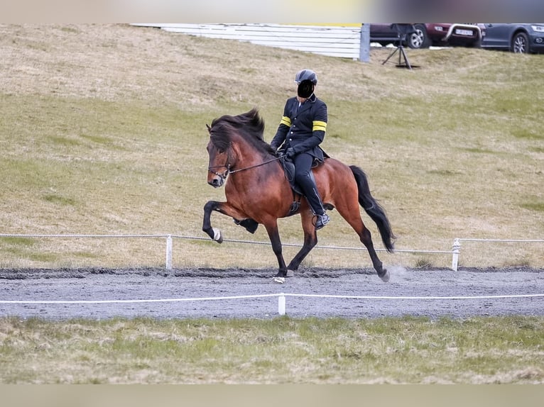 Icelandic Horse Mare 9 years 14 hh Bay-Dark in Teltow