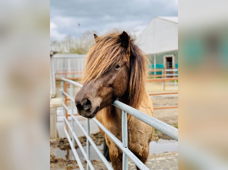 Icelandic Horse Mare 9 years 14 hh Bay-Dark in Teltow