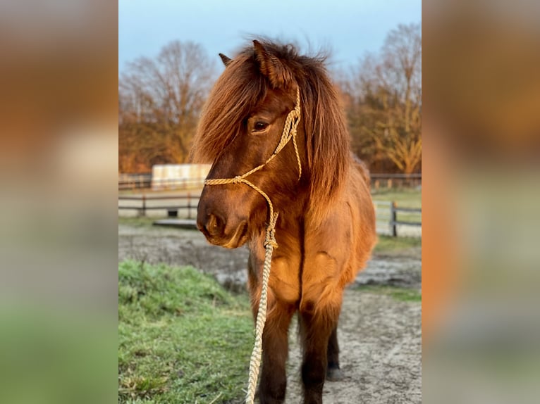 Icelandic Horse Mare 9 years 14 hh Bay-Dark in Teltow