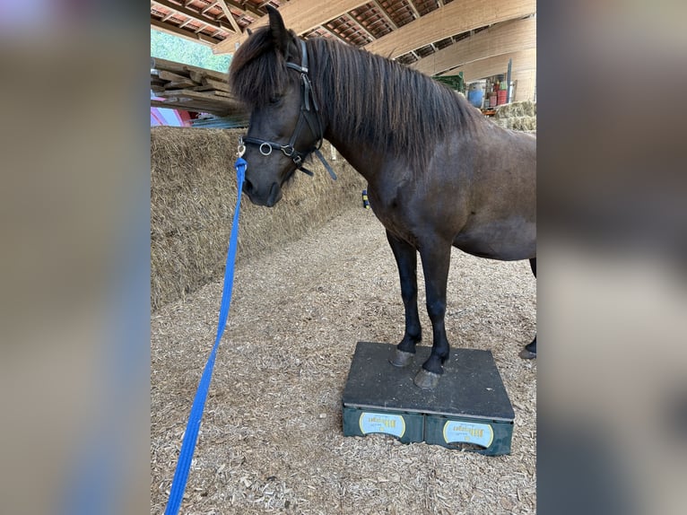 Icelandic Horse Mare 9 years 14 hh Black in Saarburg