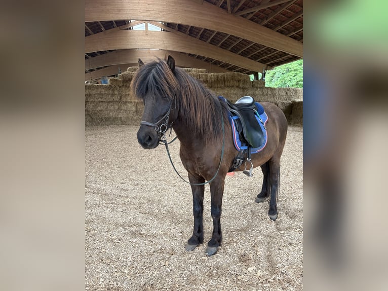 Icelandic Horse Mare 9 years 14 hh Black in Saarburg