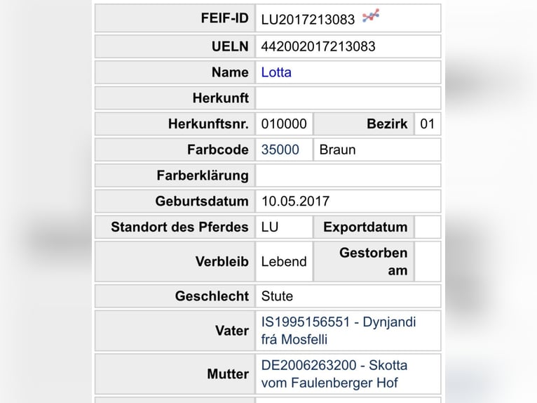 Icelandic Horse Mare 9 years 14 hh Black in Saarburg