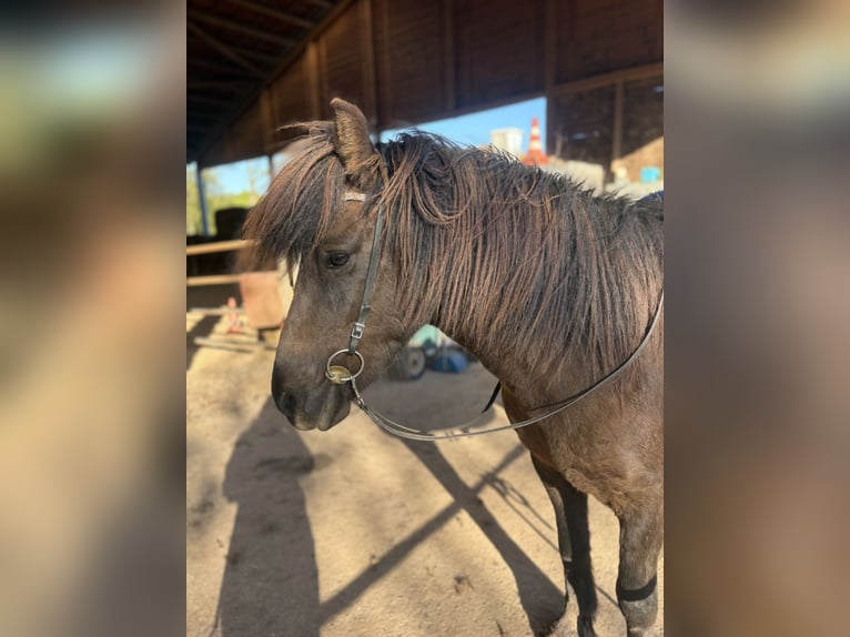 Icelandic Horse Mare 9 years 14 hh Black in Saarburg