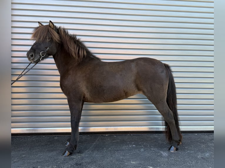 Icelandic Horse Mare 9 years 14 hh Black in Mining