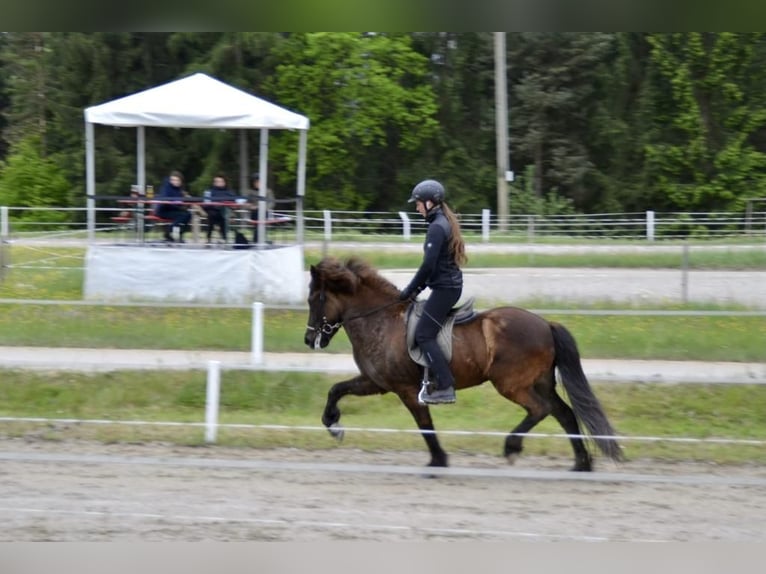 Icelandic Horse Mare 9 years 14 hh Black in St. Radegund