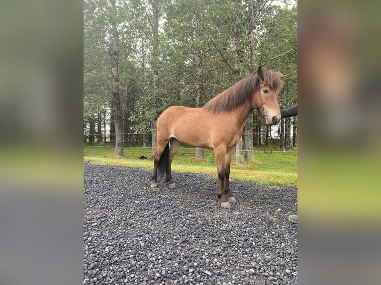 Icelandic Horse Mare 9 years 14 hh Brown in Hellu