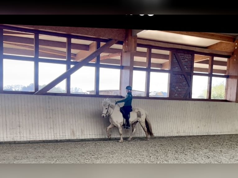 Icelandic Horse Mare 9 years 14 hh Palomino in Soltau