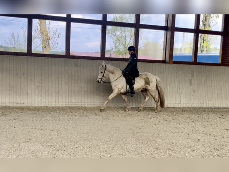 Icelandic Horse Mare 9 years 14 hh Palomino in Soltau