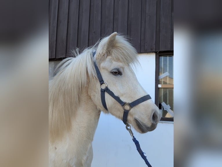 Icelandic Horse Mare 9 years 14 hh Palomino in Soltau