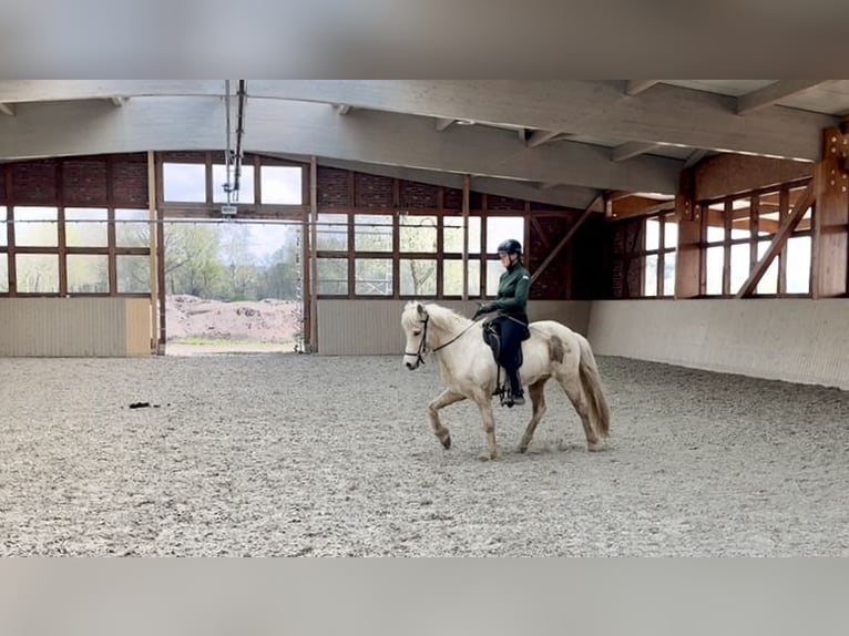 Icelandic Horse Mare 9 years 14 hh Palomino in Soltau