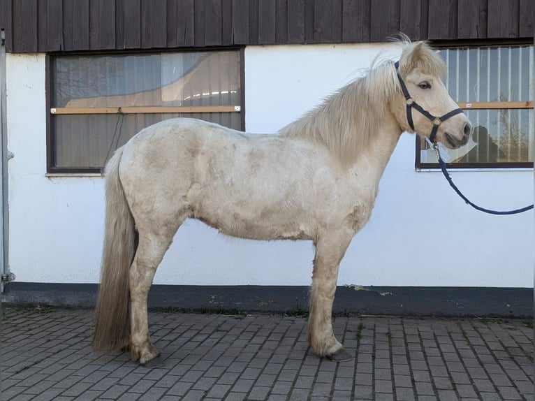 Icelandic Horse Mare 9 years 14 hh Palomino in Soltau